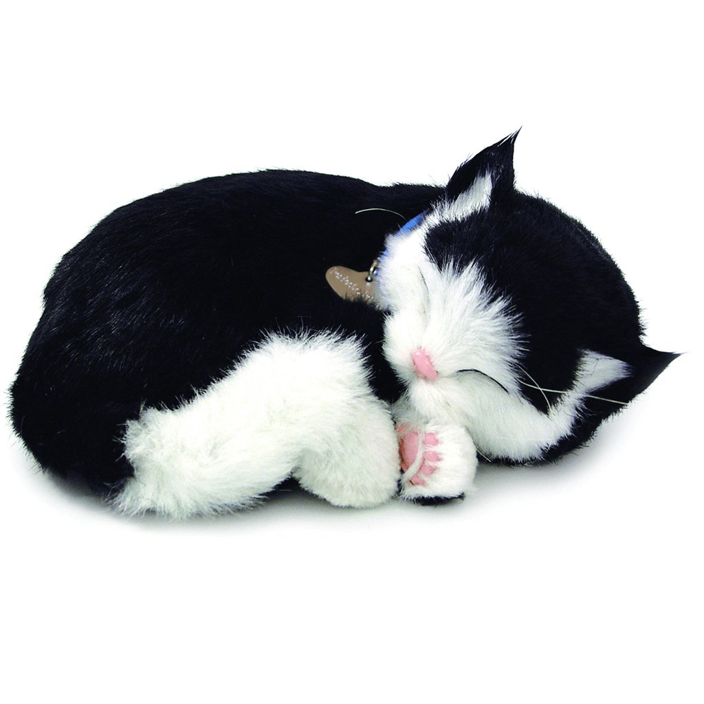 Black and White Shorthair Cat Bundle - Senior Style
