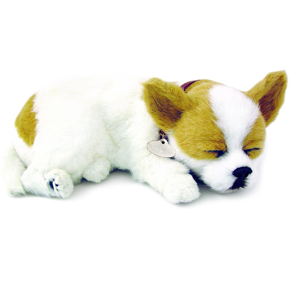 Chihuahua Soft Bundle - Senior Style