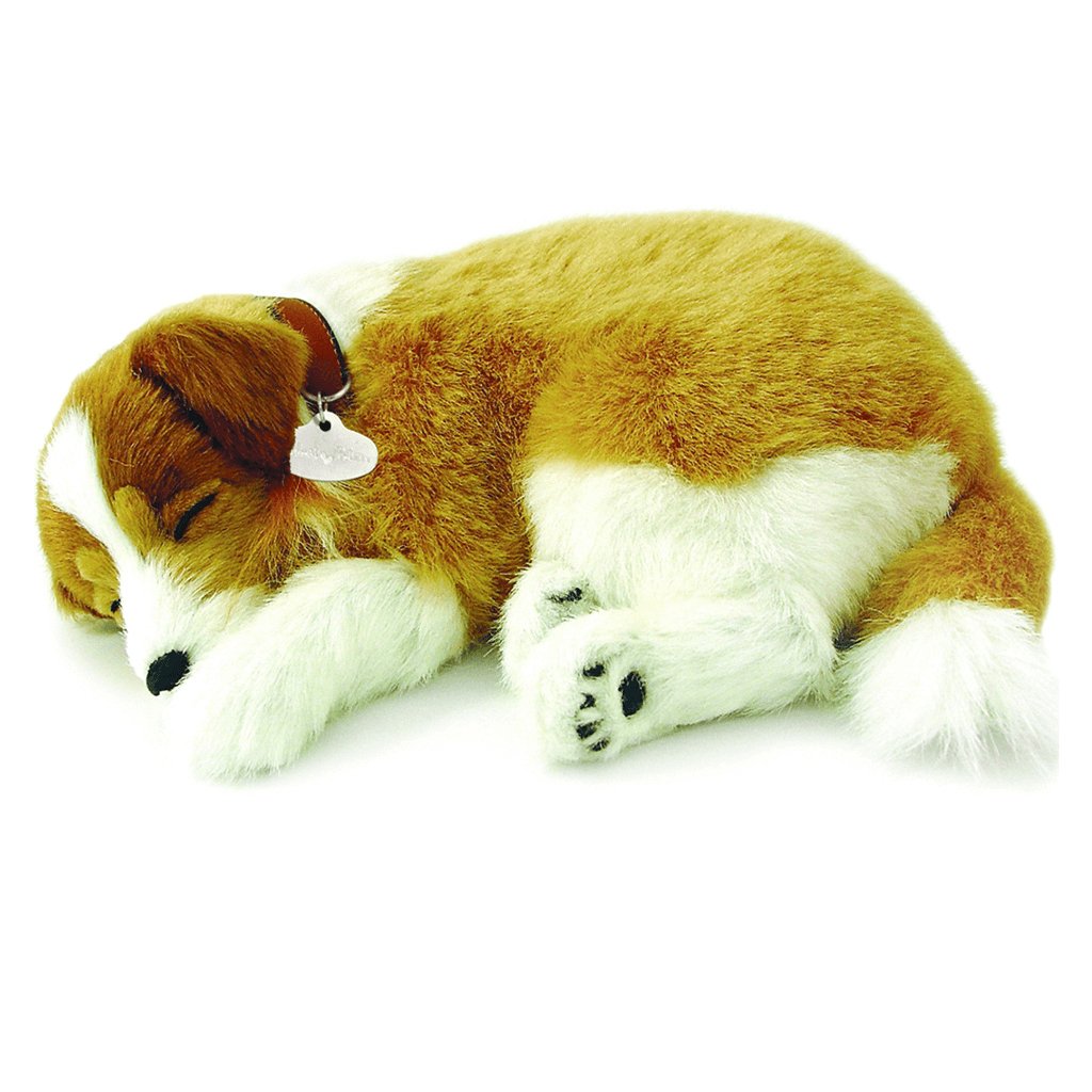 Collie Soft Bundle - Senior Style