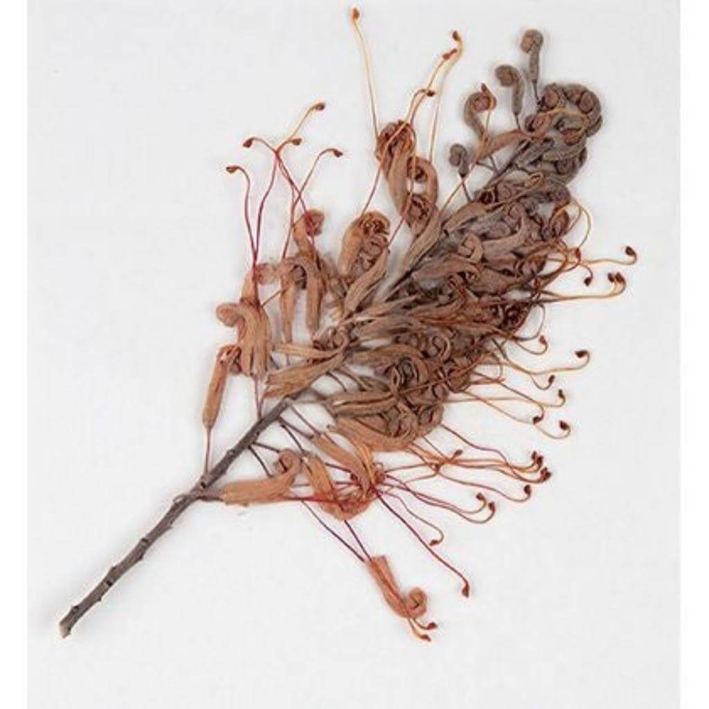 Flower Press Kit - Senior Style