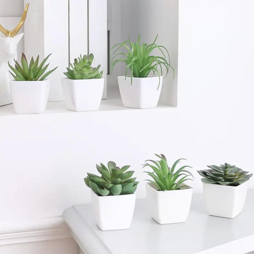 Decorative Mini Plant