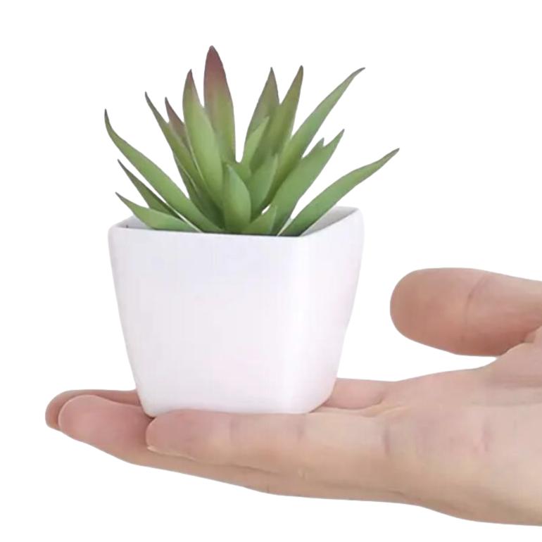 Decorative Mini Plant
