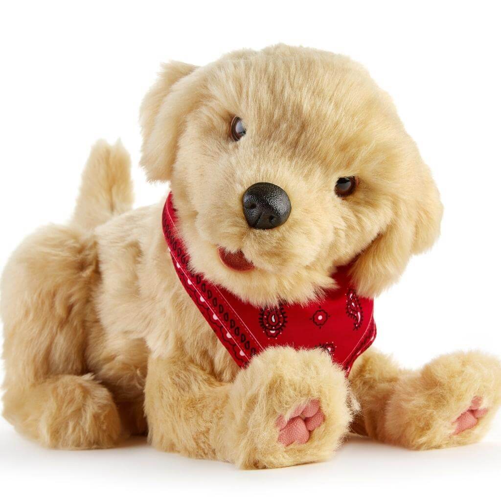 Golden Companion Puppy for People Living with Dementia