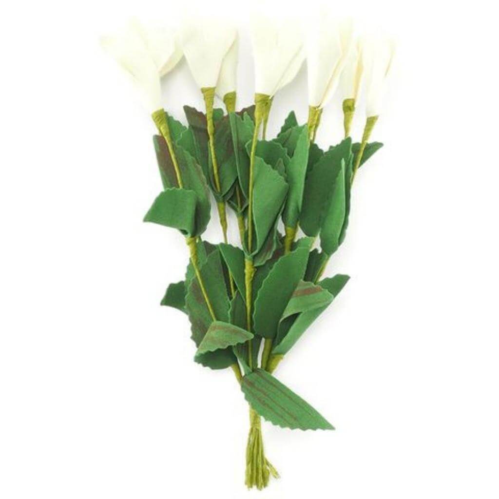 White Tulip Flower